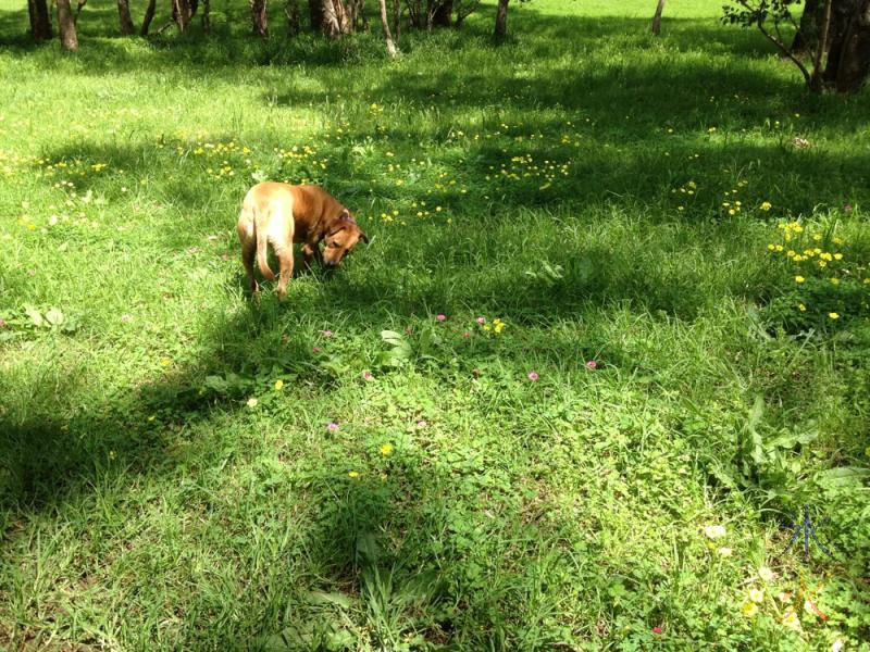 Pink and yellow flowers. And a dog.