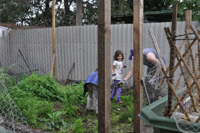 Weeding the back vege patch