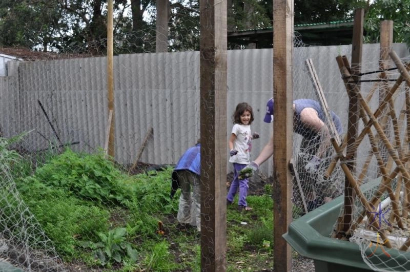 Weeding the back vege patch