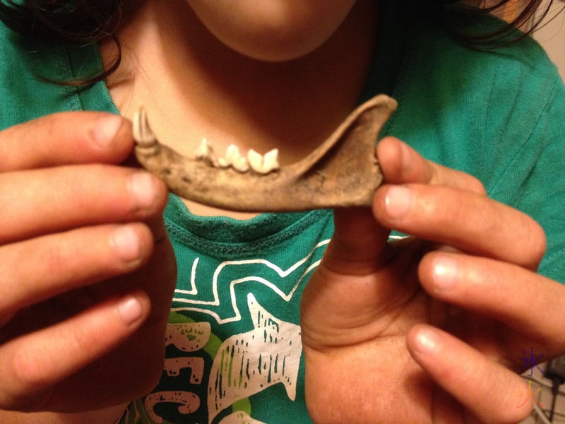 Cat mandible dug up in the garden