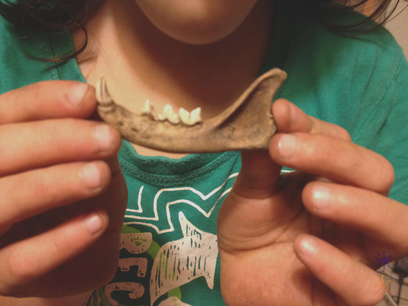 Cat mandible dug up in the garden Cat mandible dug up in the garden