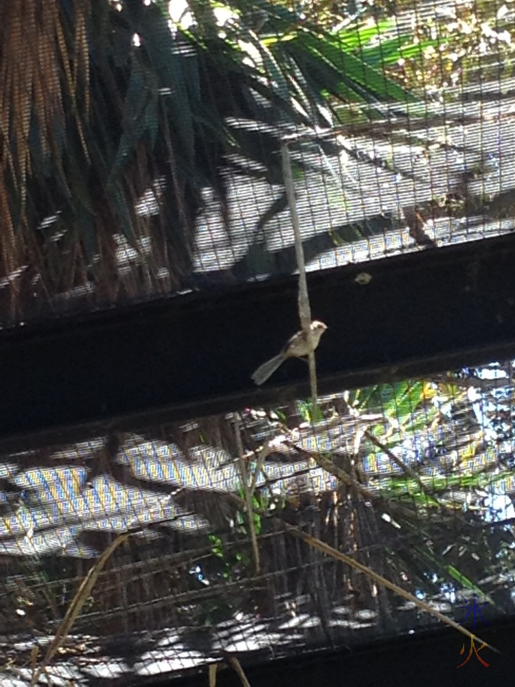 Bird in aviary at Perth Zoo taken by 7yo