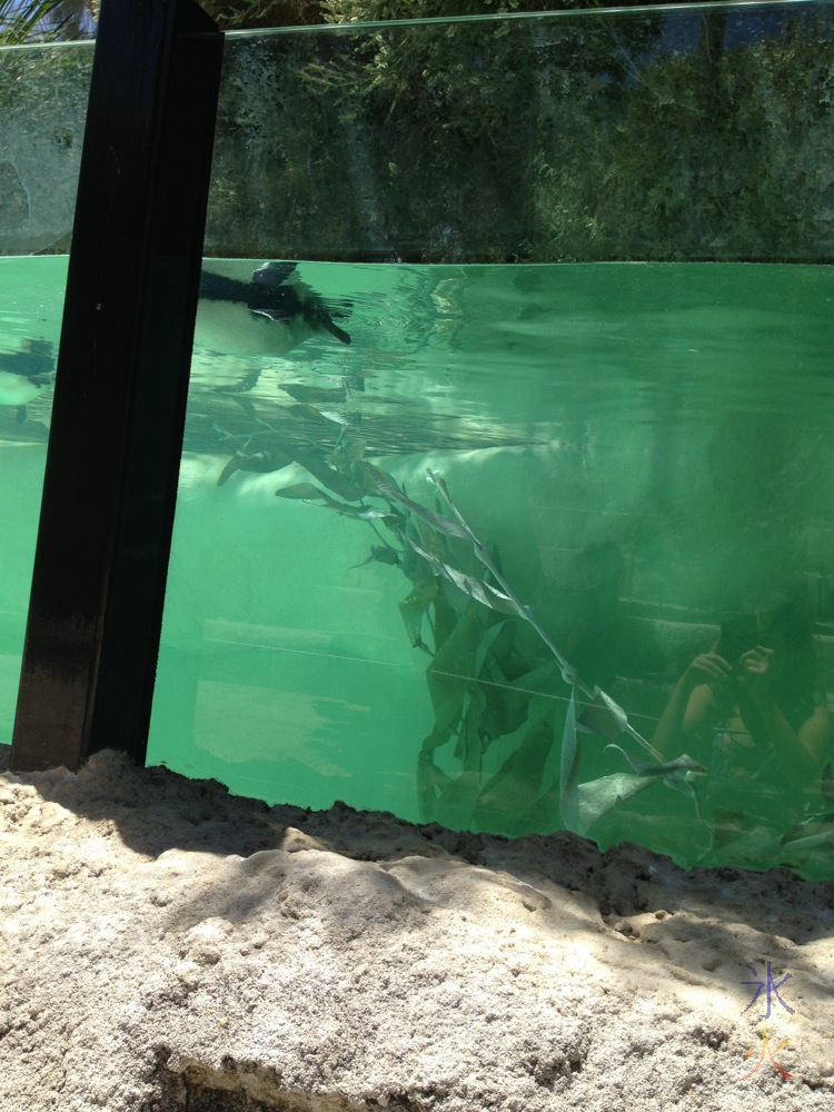 Little Penguin at Perth Zoo photographed by 7yo