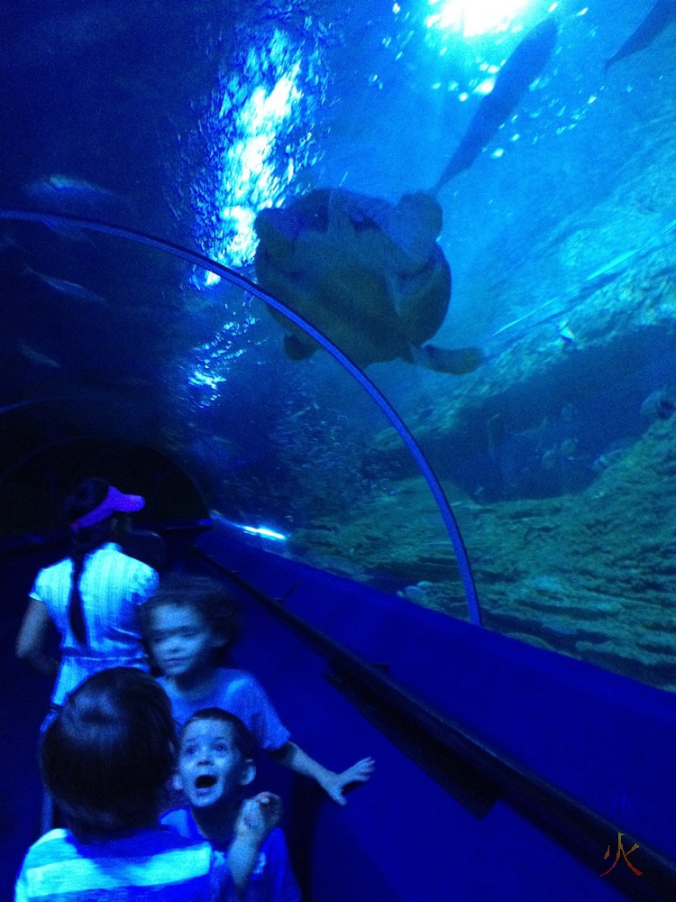 Kids in tube at AQWA