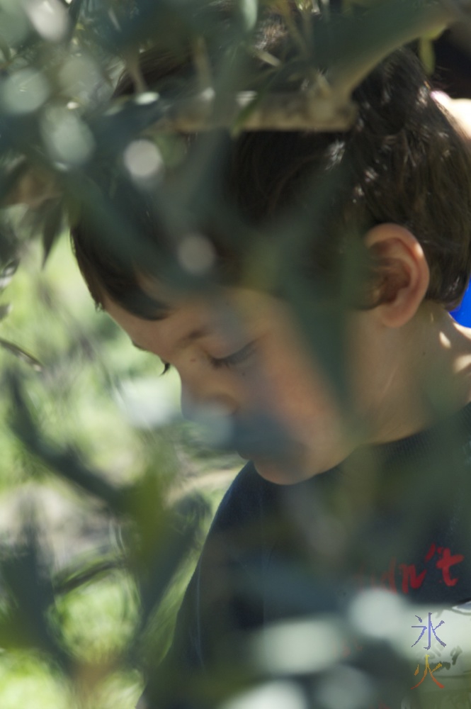 5yo picking olives at Jumanga Olives