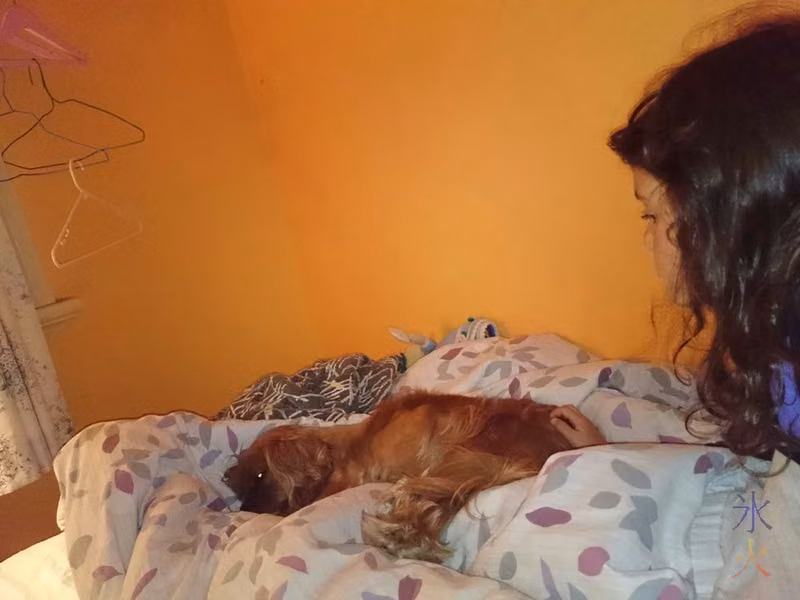 Angus the Cavalier King Charles Spaniel sleeping where he likes to sleep