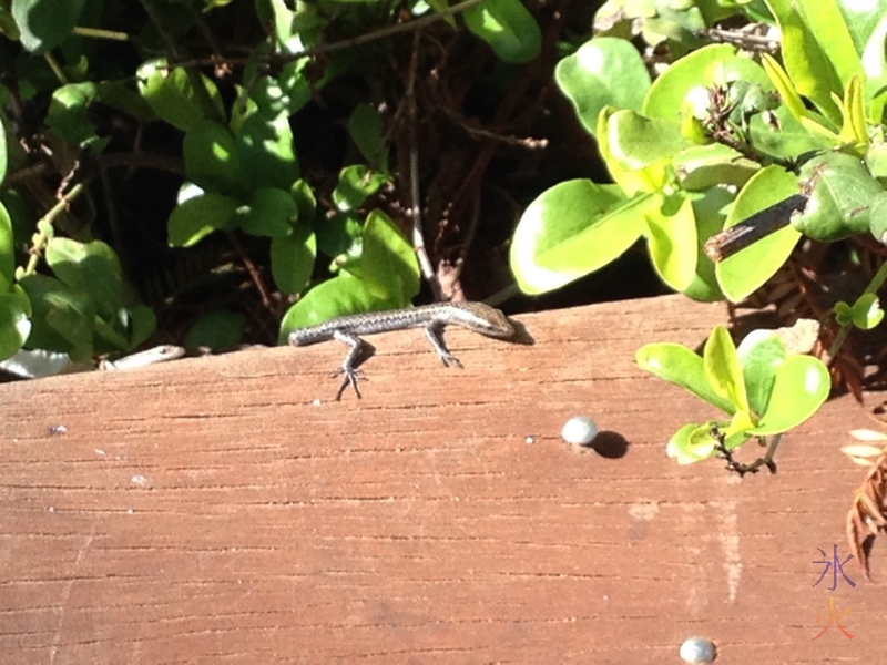 Geckoes at New Norcia, Western Australia