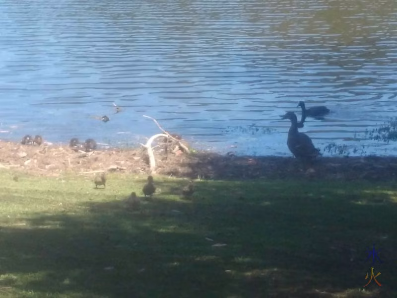 Ducks with ducklings