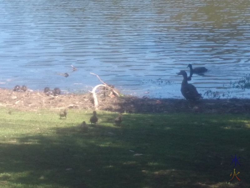 Ducks with ducklings