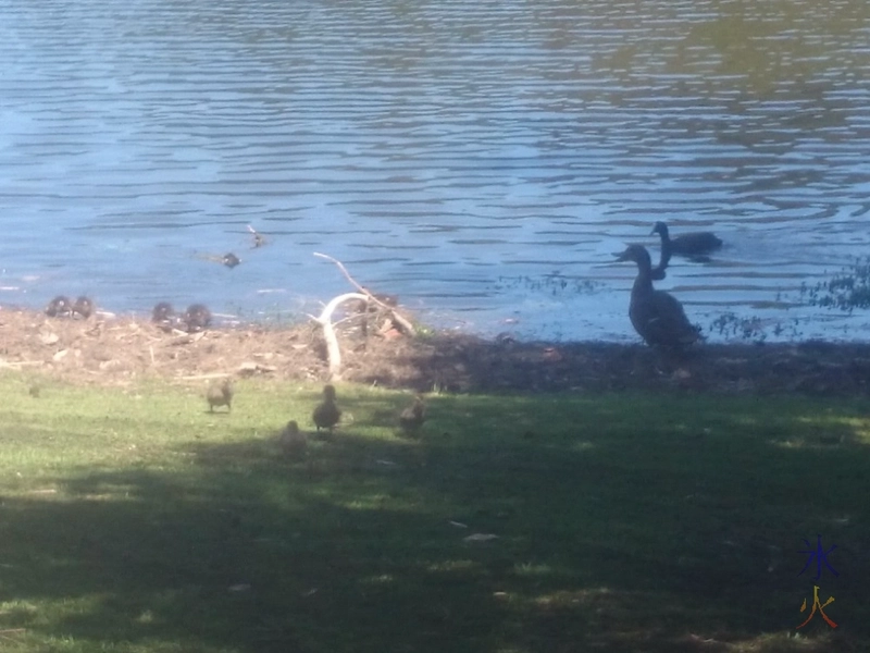 Ducks with ducklings