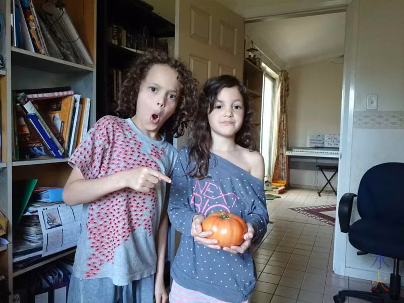 giant tomato