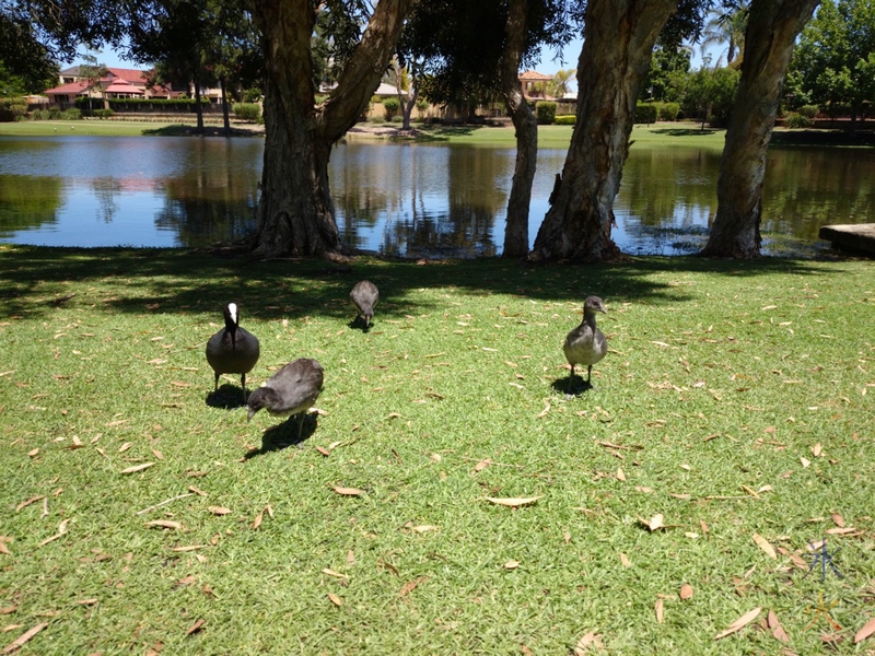 Waterbird with three chicks