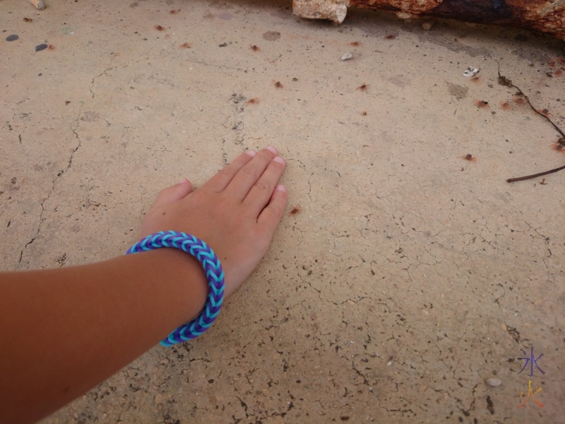 Baby crabs with 8yo hand for comparison. Co-starring a fish-tail loom band bracelet.