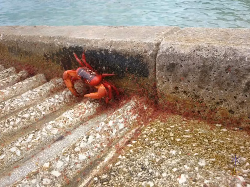 Adult red crab eating baby red crabs coming up on the boat ramp