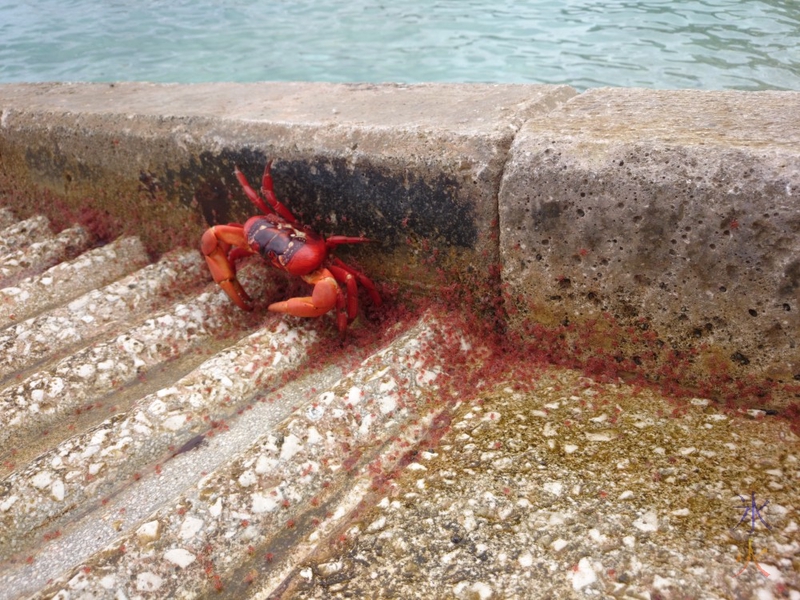 Adult red crab eating baby red crabs coming up on the boat ramp