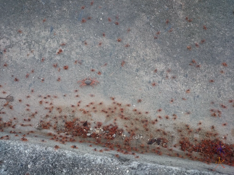 Baby crabs with yearling crab outside Parks Australia main office, Drumsite, Christmas Island, Australia