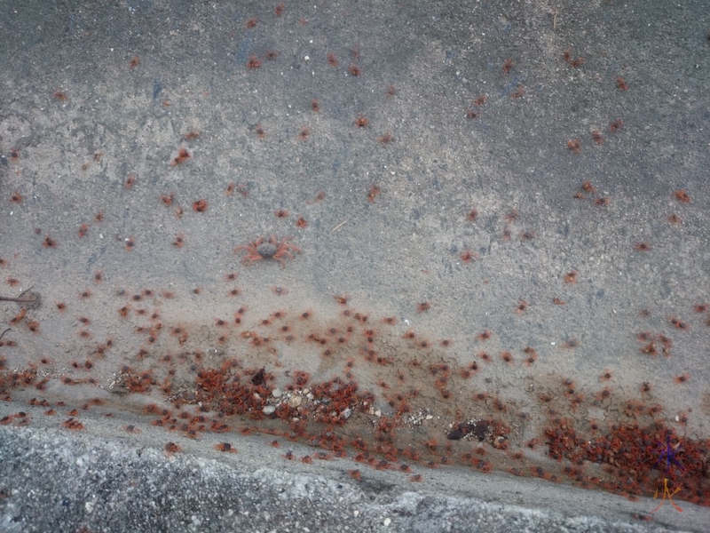 Baby crabs with yearling crab outside Parks Australia main office, Drumsite, Christmas Island, Australia