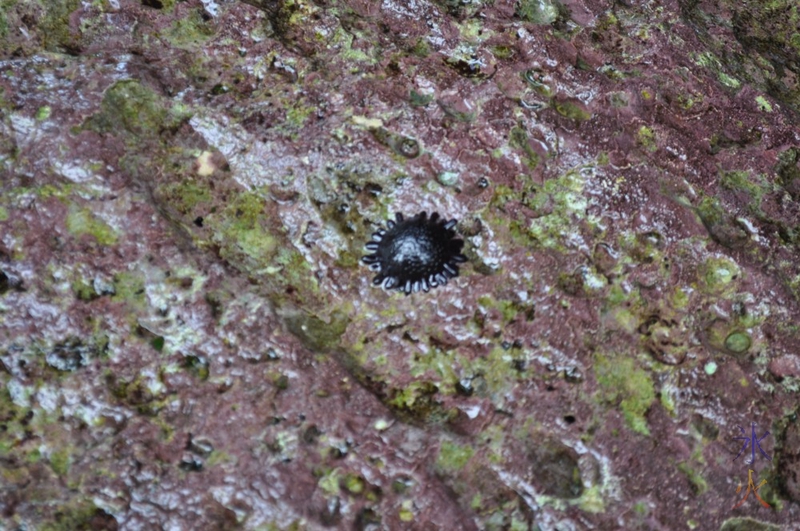 Closed black sea anemone, Greta Beach, Christmas Island, Australia