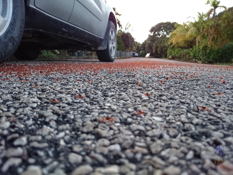 Crablet red tide invading Drumsite, Christmas Island, Australia