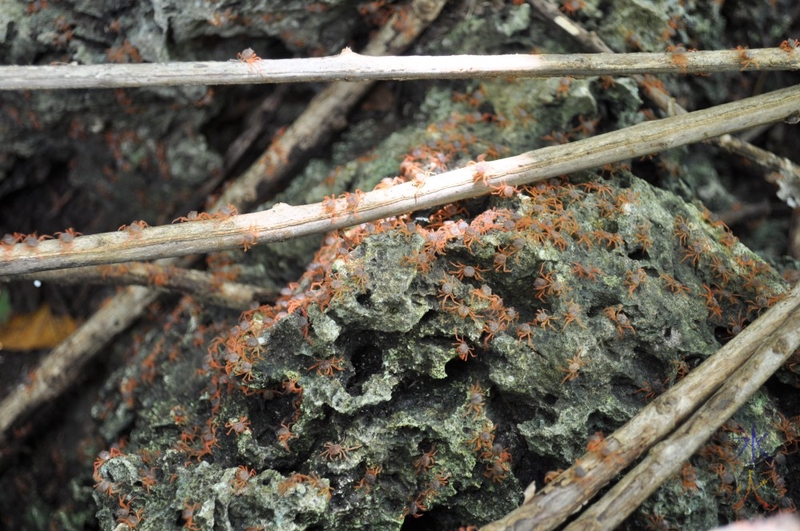 Close-up of crablets on walking trail to Greta Beach, Christmas Island, Australia