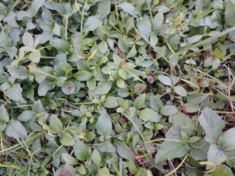 Crablets in vegetation across the road from Parks Australia main office, Drumsite, Christmas Island, Australia