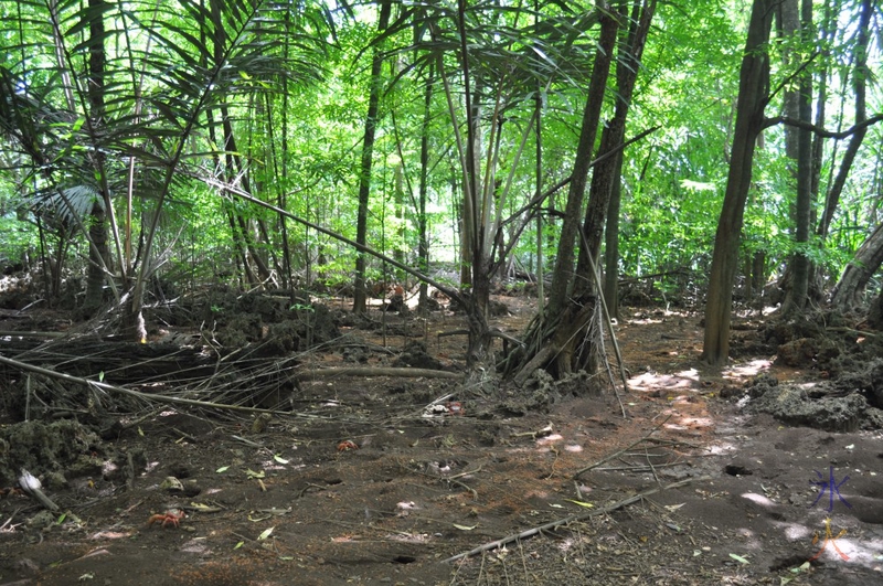 Crablets on the walking trail to Greta Beach, Christmas Island, Australia