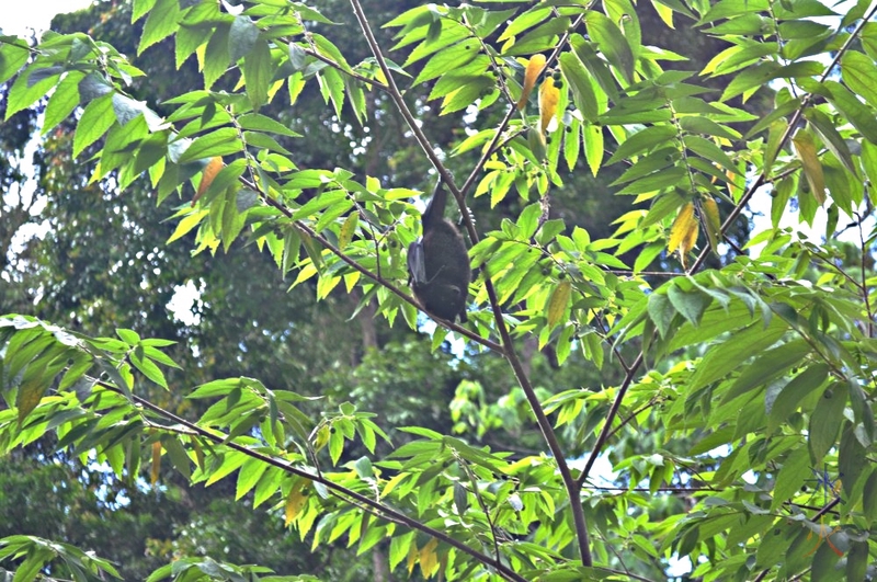 Christmas Island Fruit Bat