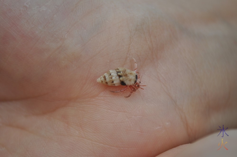 Hermit crab on 5yo's hand, Greta Beach, Christmas Island, Australia