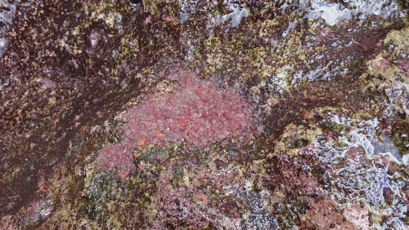 Crablet mass in a rock pool, Greta Beach, Christmas Island, Australia