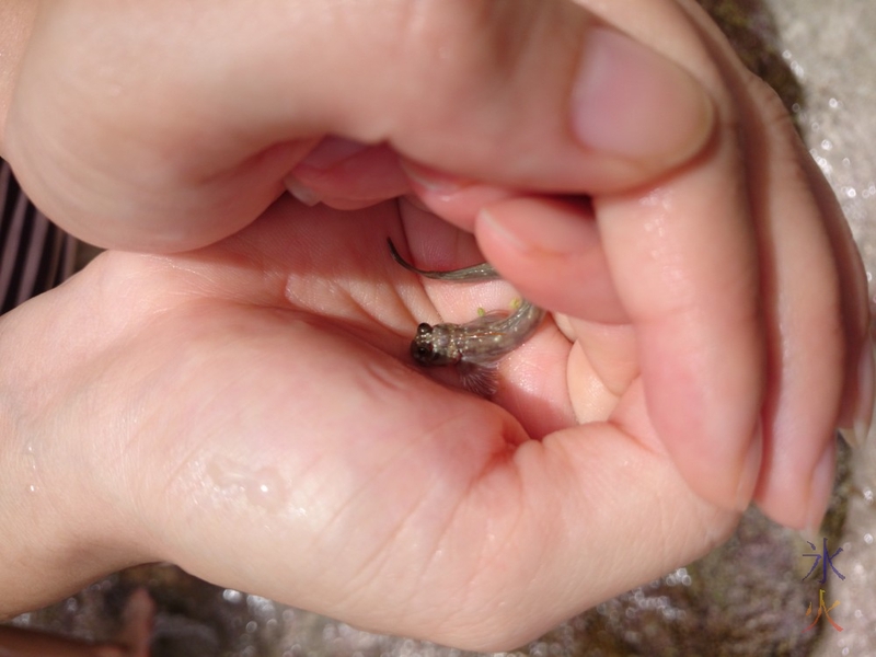 Mudskipper at Greta Beach, Christmas Island, Australia