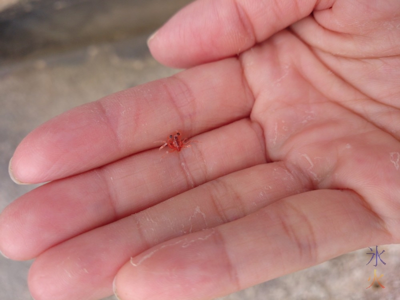 Odd shaped not quite developed red crablet