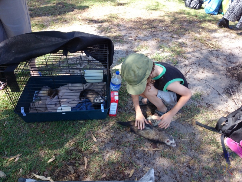 10yo patting ferret at WAFFS AGM