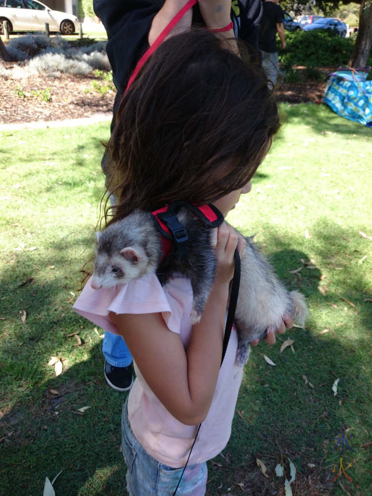 8yo cuddling ferret at WAFFS AGM