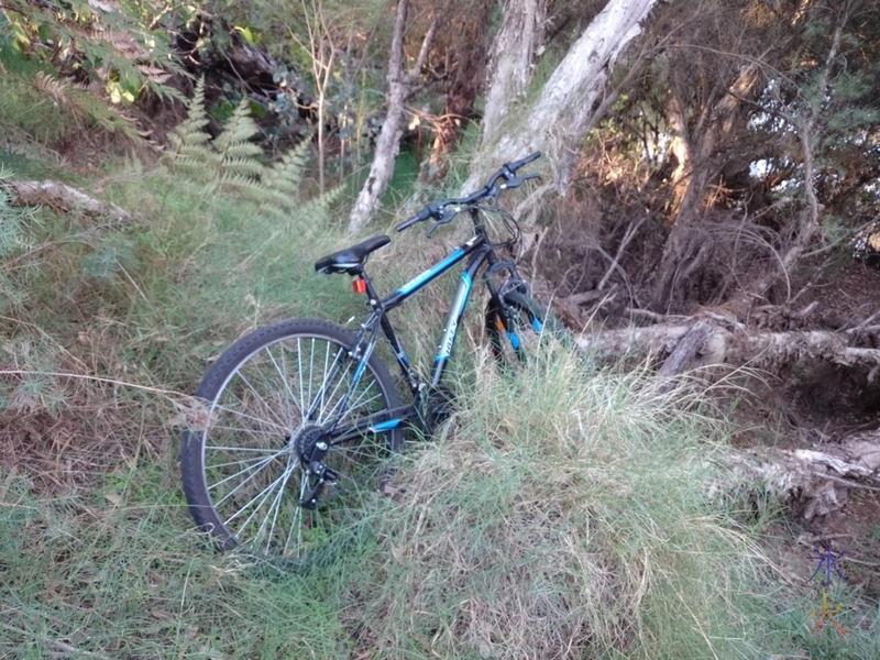 Abandoned bike in bush