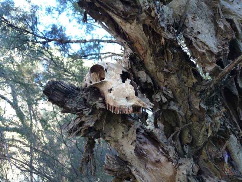 Sheep skull in tree