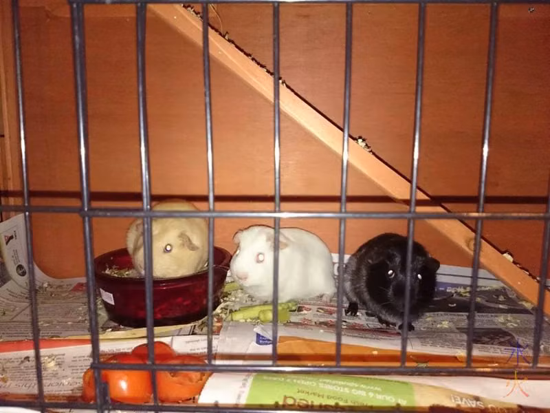 Guinea pigs