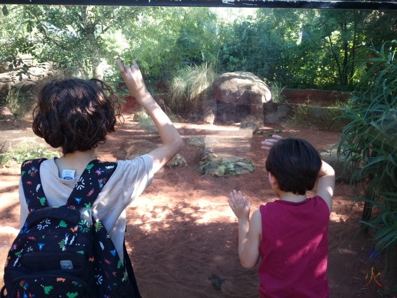 10yo and 6yo watching tortoises having lunch