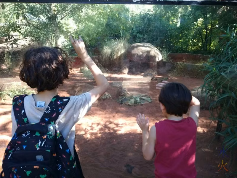10yo and 6yo watching tortoises having lunch