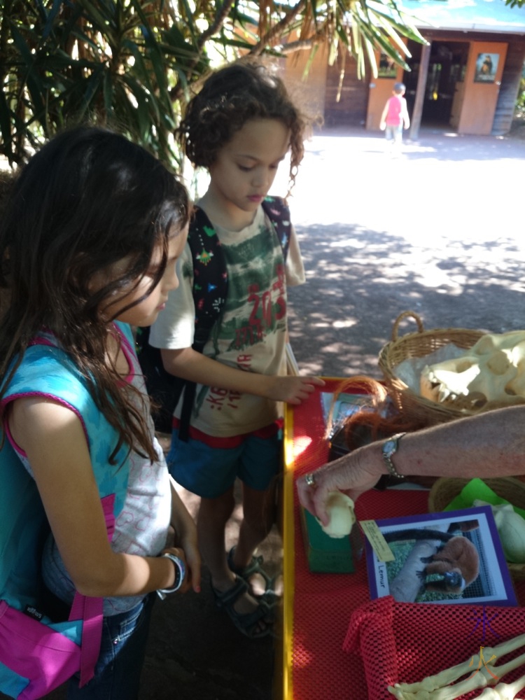 10yo and 8yo looking at the display in the hands on cart at Perth Zoo, Western Australia