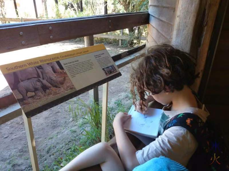 10yo writing notes and drawing a diagram of Southern White Rhino at Perth Zoo, Western Australia