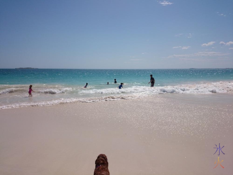 Cavalier King Charles spaniel observing rest of family playing at beach, Jurien Bay, Western Australia