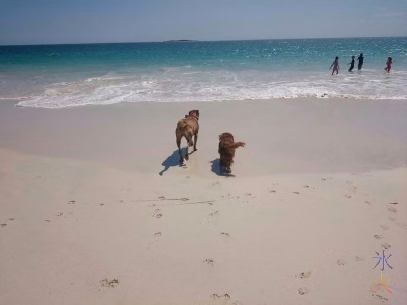 Mastiff cross and Cavalier King Charles spaniel heading back into water at the beach, Jurien Bay, Western Australia
