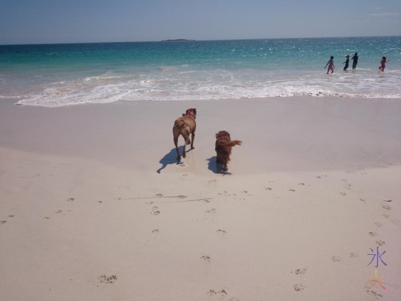 Mastiff cross and Cavalier King Charles spaniel heading back into water at the beach, Jurien Bay, Western Australia