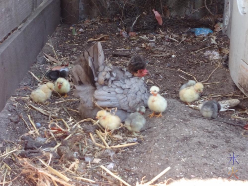 Naked neck cross hen with chicks