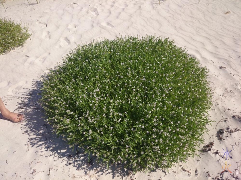 Round beach shrub (apparently a Scaevola) at the marina at Jurien Bay, Western Australia