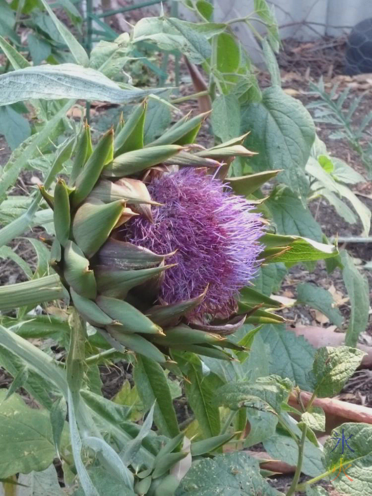 Artichoke flower Artichoke flower