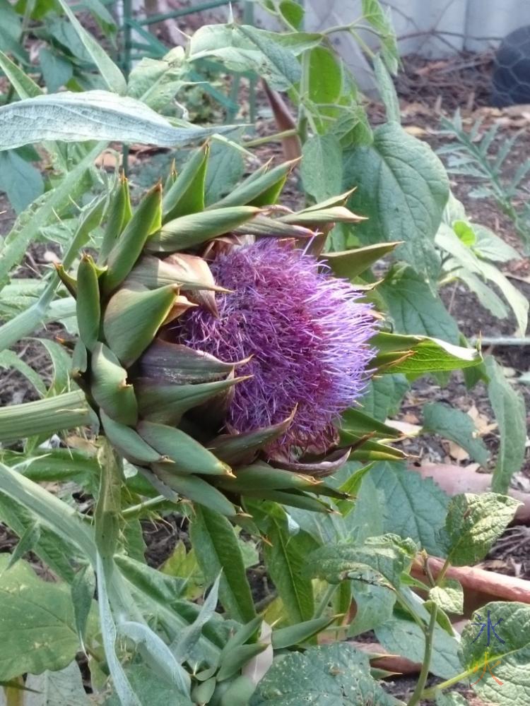 Artichoke flower