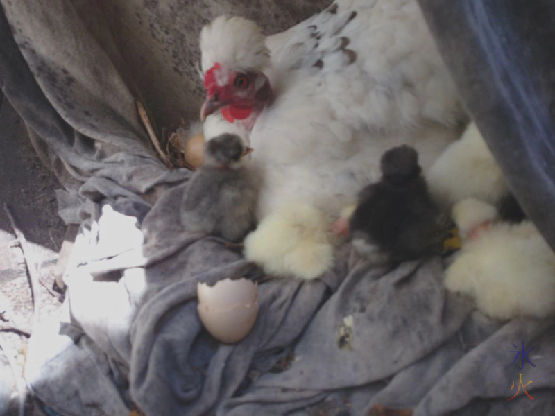 5x day old naked neck chicks 5x day old naked neck chicks