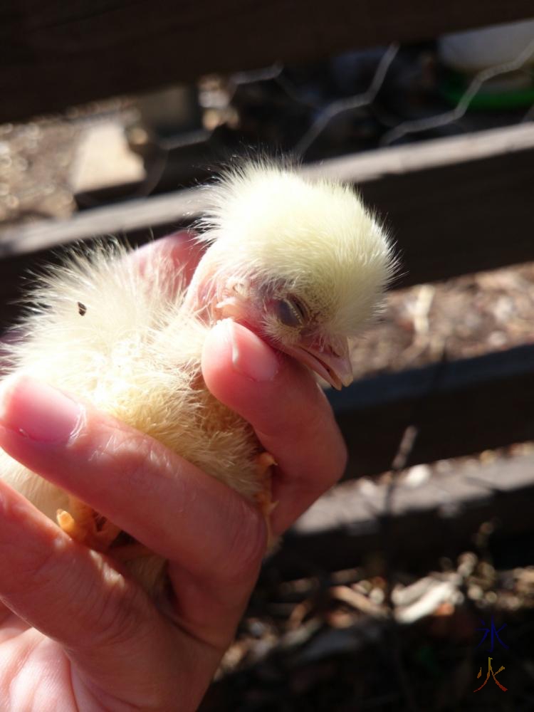 Day old naked neck chick