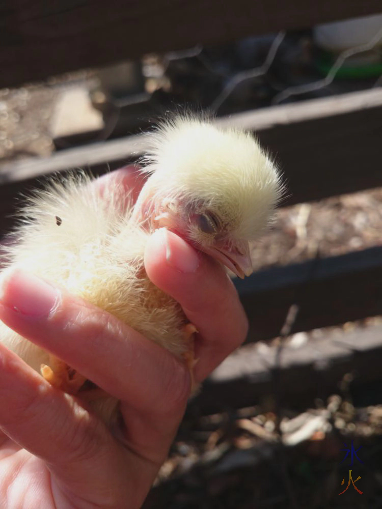 Day old naked neck chick Day old naked neck chick